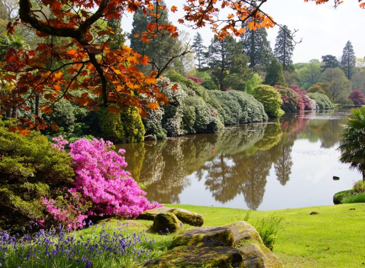 Peaceful lakeside landscape with bright pink rhododendrons, mossy rocks, and trees reflected in still water.